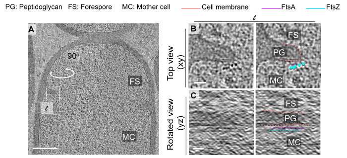 Figure 7—figure supplement 3.