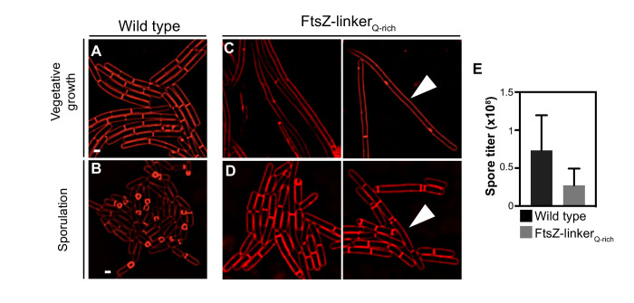 Figure 5—figure supplement 1.