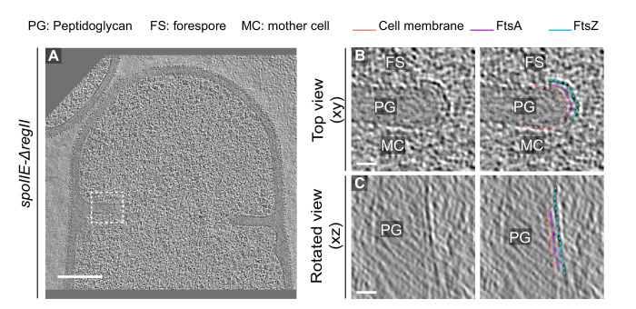 Figure 8—figure supplement 4.