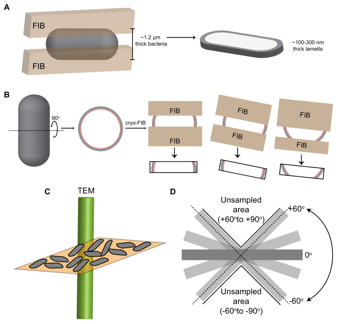 Figure 2—figure supplement 1.