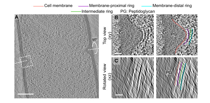 Figure 6—figure supplement 1.