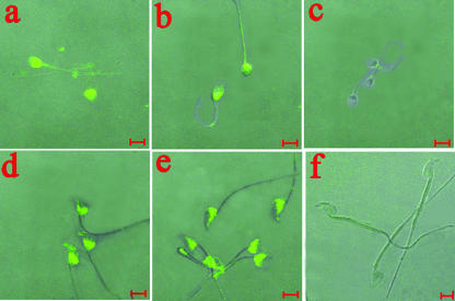 FIG. 5.