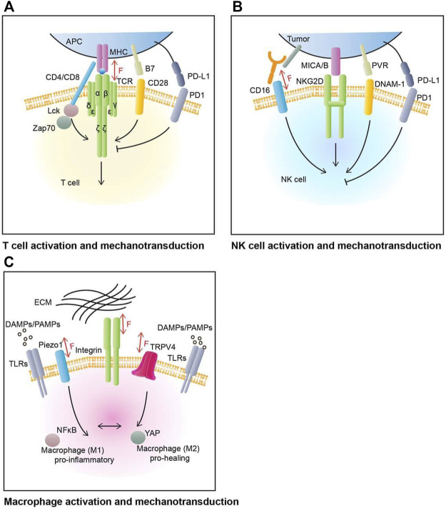 FIGURE 1