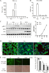 FIG 1