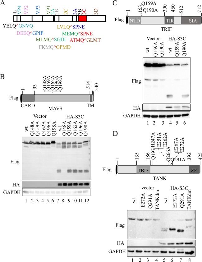 FIG 6