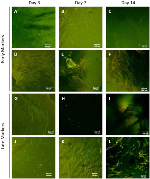 FIGURE 6: