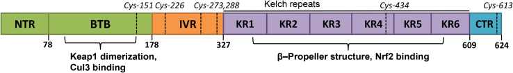 Fig. 1