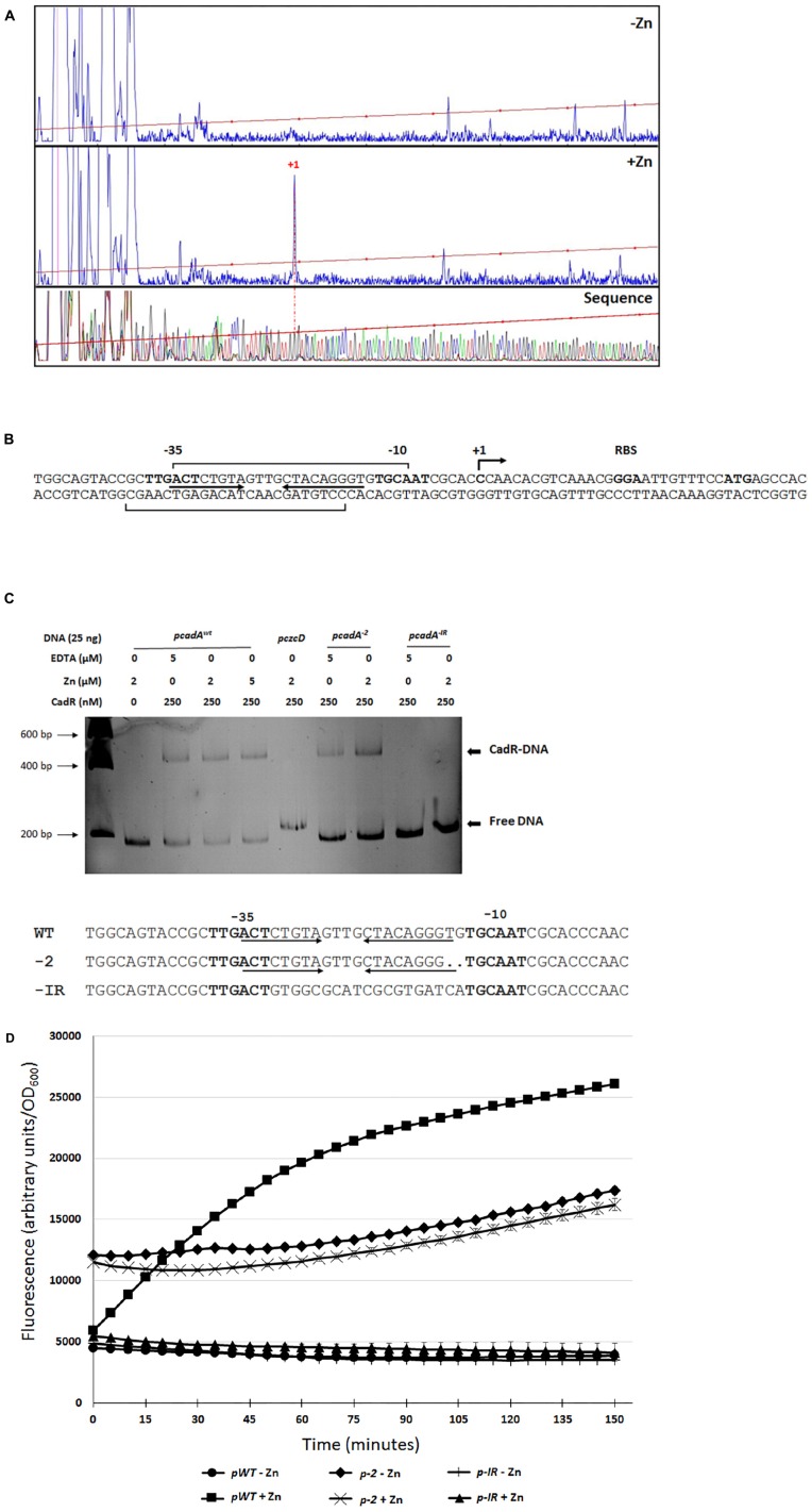 FIGURE 4