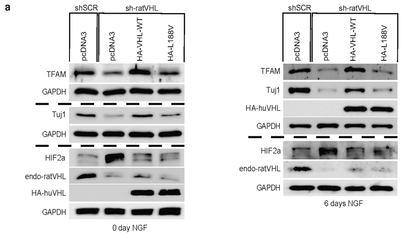 Extended Data Fig. 7