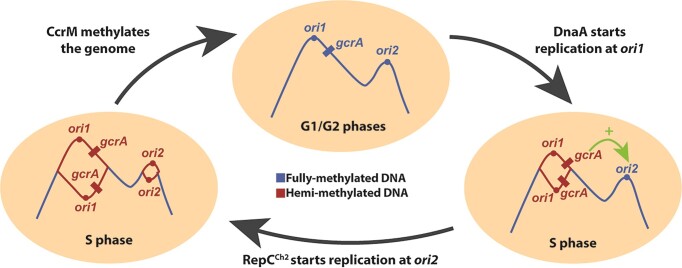 Graphical Abstract