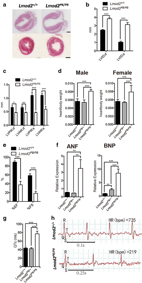 Fig. 4