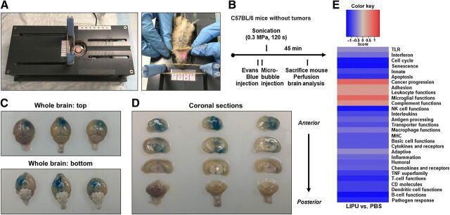 Figure 1. Ultrasound-mediated BBBD causes reproducible and targeted BBB opening and lacks in immune response modifications. A, left, preclinical platform for BBB opening in murine models. Right, the region for BBBD on supine mouse was positioned directly over the ultrasound pulse area using laser guidance (red mark) after the head was secured with elastic bands. B, Schema for treatment of non–tumor-bearing C57BL/6 mice with Evans blue dye and ultrasound. Mouse perfusion was followed by gross brain analysis 45 minutes after dye injection. C, Representative photographs of whole brains from superior and inferior projections taken immediately after mouse perfusion and brain dissection. D, Perfused whole brains coronally sectioned from anterior to posterior (same order from left to right as in C). E, Directed global significance scores of immune gene sets in the LIPU group compared with the PBS control. Red indicates gene sets with overexpression while blue indicates gene sets with underexpression.
