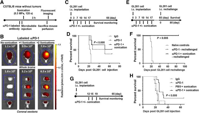 Figure 2. Anti–PD-1 administered with ultrasound BBBD caused increased delivery of the antibody to the brain and enhanced survival in glioma-bearing mice. A, Schema for treatment with labeled anti–PD-1 administered with ultrasound in non–tumor-bearing C57BL/6 mice. B, Fluorescent images of whole and coronally sectioned brains performed immediately after perfusion and brain dissection following the treatment described in A. Mice were treated with the labeled anti–PD-1 antibody alone (left), labeled anti–PD-1 and one sonication (middle), or labeled anti–PD-1 and two sonications (right). C, The treatment schema of GL261 tumor–bearing mice treated with anti–PD-1 with or without LIPU. D, Kaplan–Meier survival analysis of C57BL/6 mice treated with IgG (control), anti–PD-1, or anti–PD-1 with ultrasound (six mice per group). PBS with sonication control for the GL261 model is demonstrated in Supplementary Fig. S1A. Survival analysis was performed using the log-rank (Mantel–Cox) test. The MS durations in the treatment groups were as follows: IgG, 22 days; anti–PD-1, 39 days; anti–PD-1 with ultrasound, 58 days. Statistics: IgG versus anti–PD-1, P = 0.007; IgG versus anti–PD-1 with ultrasound, P = 0.0022; and anti–PD-1 versus anti–PD-1 with ultrasound, P = 0.6226. This experiment was repeated with similar findings. E, Treatment schema for long-term survivors and naïve age-matched controls which were rechallenged in the contralateral hemisphere. F, Kaplan–Meier survival analysis of long-term survivors in E. The MS durations in the treatment groups were as follows: naïve controls (10 mice), 21 days; anti–PD-1 (2 mice), undefined; anti–PD-1 with ultrasound (3 mice), undefined. Statistics: naïve control versus anti–PD-1, P = 0.0148; naïve control versus anti–PD-1 with ultrasound, P = 0.0044. G, The treatment schema of GL261 tumor–bearing mice treated with anti–PD-1 with or without LIPU at a later time point when tumors are well established. H, Kaplan–Meier survival analysis of C57BL/6 mice treated with IgG (control), anti–PD-1, PBS with ultrasound, or anti–PD-1 with ultrasound (8–9 mice per group). Survival analysis was performed using the log-rank (Mantel–Cox) test. The MS durations in the treatment groups were as follows: IgG, 22.5 days; anti–PD-1, 22 days; PBS with ultrasound, 21 days; anti–PD-1 with ultrasound, 26 days. Statistics: IgG versus anti–PD-1, P = 0.6186; IgG versus PBS with ultrasound, P = 0.1947; IgG versus anti–PD-1 with ultrasound, P = 0.0032; anti–PD-1 versus PBS with ultrasound, P = 0.7483; anti–PD-1 versus anti–PD-1 with ultrasound, P = 0.0164; and PBS with ultrasound versus anti–PD-1 with ultrasound, P = 0.0002.