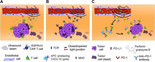 Figure 6. Schemas demonstrating how ultrasound-mediated BBBD delivers antibodies, CAR T cells, and APCs to the tumor microenvironment for immune activation and improved tumor-cell killing. A, Anti–PD-1 delivered through an open BBB blocks immune exhaustion of effector T cells, thereby enabling T cells to exert an effector response through perforin and/or granzyme B. B, Compared with CAR T cells administered alone, ultrasound-administered CAR T cells can infiltrate the tumor microenvironment more diffusely and with longer persistence, thereby triggering tumor cytotoxicity through the CARs. C, Ultrasound BBB opening allows CXCL10 APCs and T cells to infiltrate the tumor microenvironment. Secondary to the APC presenting antigens to the T-cell, the T-cell becomes activated and thus can mediate direct tumor killing because the T cells have not been chronically stimulated.