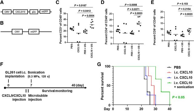 Figure 5. APCs expressing CXCL10 administered intravenously with LIPU-induced BBBD were associated with a significant increase in immunocompetent mouse survival durations. A, Schema of the lentivirus gene transfer plasmid structure for murine CXCL9 or CXCL10. B, Gene transfer plasmid of control methionine-deficient green fluorescent protein alone. C, Flow cytometry analysis of the percentage of CD3+ T cells within the total CD45+ immune cell infiltration within intracerebral gliomas in the different treatment groups (n = 5–7/group). Statistics: PBS versus CXCL10 with ultrasound, P = 0.0167; CXCL10 versus CXCL10 with ultrasound, P = 0.0412; PBS with ultrasound versus CXCL10 with ultrasound, P = 0.0004. D, Flow cytometry analysis of CD4+ T cells within the total CD45+ immune cell infiltration within intracerebral gliomas. Statistics: PBS versus CXCL10 with ultrasound, P = 0.0098; CXCL10 versus CXCL10 with ultrasound, P = 0.0371; PBS with ultrasound versus CXCL10 with ultrasound, P = 0.0003. E, Flow cytometry analysis of CD8+ T cells within the total CD45+ immune cell infiltration within intracerebral gliomas. Statistics: PBS with ultrasound versus CXCL10 with ultrasound, P = 0.0023; PBS versus CXCL10 with ultrasound, P = 0.153; CXCL10 versus CXCL10 with ultrasound, P = 0.2154, as assessed by the two-sided unpaired t test. F, Treatment schema for C57BL/6 mice bearing GL261 tumors treated with CXCL9 or CXCL10 APCs. G, Kaplan–Meier survival analysis of mice treated with PBS, i.c. CXCL10 APCs, i.v. CXCL10 APCs, or i.v. CXCL10 APCs with ultrasound. PBS with sonication control for the GL261 model is demonstrated in Supplementary Fig. S1A. The MS durations in the treatment groups were as follows: PBS (3 mice), 24 days; i.c. CXCL10 APCs (4 mice), 28 days; i.v. CXCL10 APCs (4 mice), 24 days; i.v. CXCL10 APCs with ultrasound (3 mice), 34 days. Statistics: PBS versus i.c. CXCL10 APCs, P = 0.0476; PBS versus i.v. CXCL10 APCs, P = 0.6041; PBS versus i.v. CXCL10 APCs with ultrasound, P = 0.0246; i.c. CXCL10 APCs versus i.v. CXCL10 APCs, P = 0.6349; i.c. CXCL10 APCs versus i.v. CXCL10 APCs with ultrasound, P = 0.0213; i.v. CXCL10 APCs versus i.v. CXCL10 APCs with ultrasound, P = 0.0415.