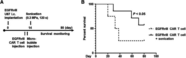 Figure 4. Ultrasound-mediated BBBD with CAR T-cell therapy was associated with increased mouse survival durations. A, Treatment schema for NSG mice bearing EGFRvIII-expressing U87 tumors and treatment on day 14 with EGFRvIII/ffLuc CAR T cells. B, Survival of NSG mice treated with EGFRvIII-CAR T cells or EGFRvIII-CAR T cells with ultrasound. Survival was determined using Kaplan–Meier analysis with a one-tailed t test for independent samples. The MS duration in the treatment groups were as follows: EGFRvIII-CAR T-cell (four mice), 35 days; EGFRvIII-CAR T cells with ultrasound (seven mice), undefined. Statistics: EGFRvIII-CAR T cells versus EGFRvIII-CAR T cells with ultrasound, P = 0.04423.