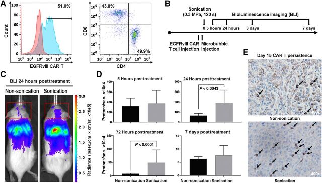 Figure 3. Intravenously administered CAR T cells treated with ultrasound BBBD increased trafficking of CAR T cells to the brain and persistence of CAR T cells in the tumor microenvironment. A, Expression of the EGFRvIII-CAR, and CD4+ and CD8+ T-cell populations were demonstrated by flow cytometry in the lymphocyte population. B, Treatment schema for BLI of ffLuc CAR T cells administered intravenously in mice implanted with EGFRvIII-expressing U87 tumors C. Representative example of CAR T-cell trafficking from BLI of mice administered CAR T cells intravenously, without (left) and with (right) ultrasound. The red boxes demonstrate BLI measurements of CAR T cells present in the head. D, Summary of CAR T-cell BLI signals in the head. Statistics: 24 hours non-ultrasound versus ultrasound, P = 0.0043; 72 hours non-ultrasound versus ultrasound, P < 0.0001. Statistical analysis was performed using the F test to compare variances. The respective numbers of mice in the non-ultrasound and ultrasound groups were as follows: 5 hours, 5 and 9; 24 hours, 5 and 9; 72 hours, 4 and 9; 7 days, 3 and 9. E, IHC of EGFRvIII U87 bearing NSG mice 15 days after treatment with EGFRvIII/ffLuc CAR T cells administered intravenously without ultrasound (top) and with ultrasound (bottom). CAR T cells stained with anti-human CD3 antibody and images shown at 400× magnification.