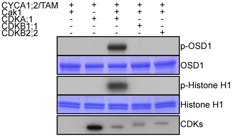 Figure 7