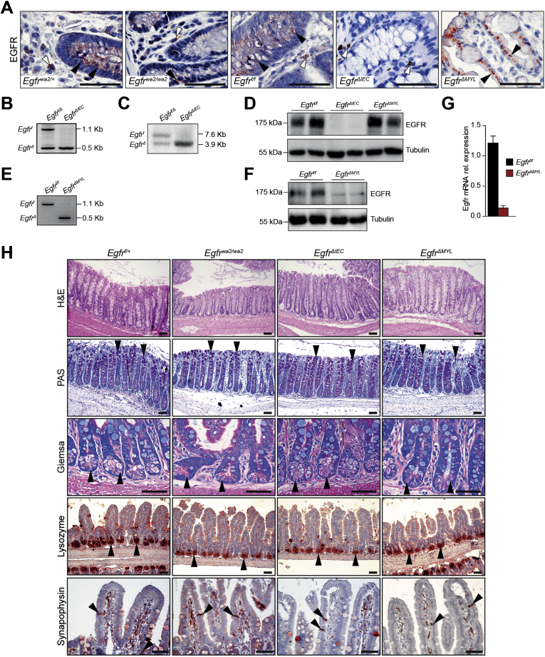 Supplementary Figure 2