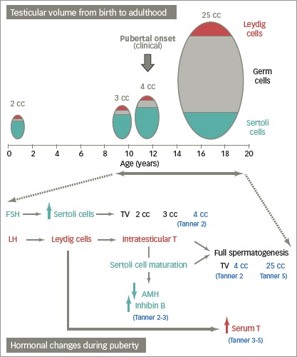 Figure 2: