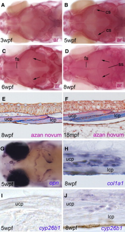 Figure 3