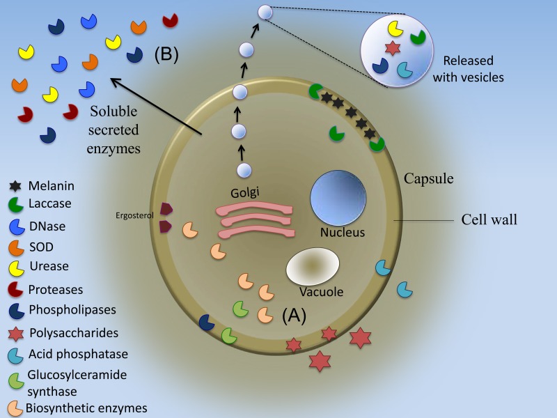 FIG 1