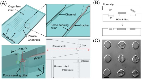 Figure 11.