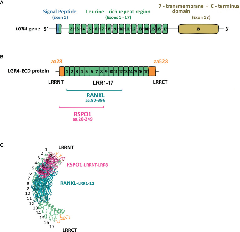 Figure 1