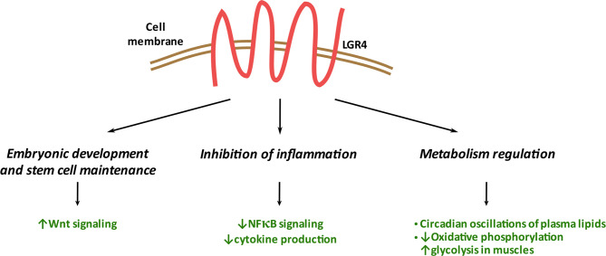 Figure 4