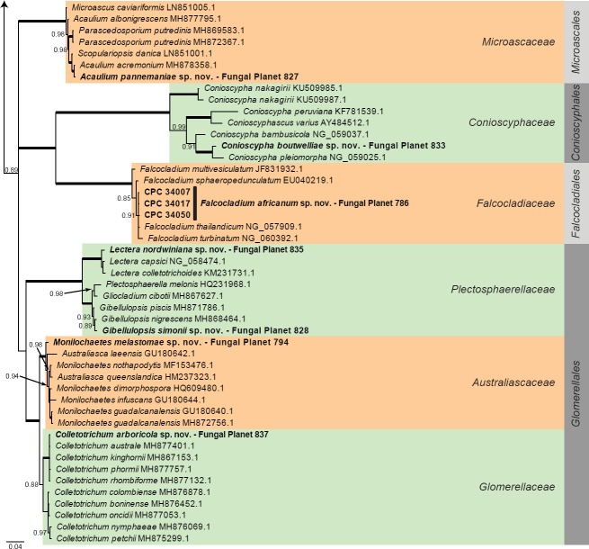 Overview other orders (Sordariomycetes) phylogeny – part 1