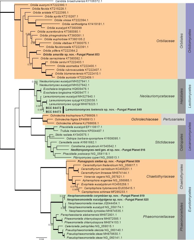 Overview Orbiliomycetes, Leotiomycetes, Lecanoromycetes and Eurotiomycetes phylogeny