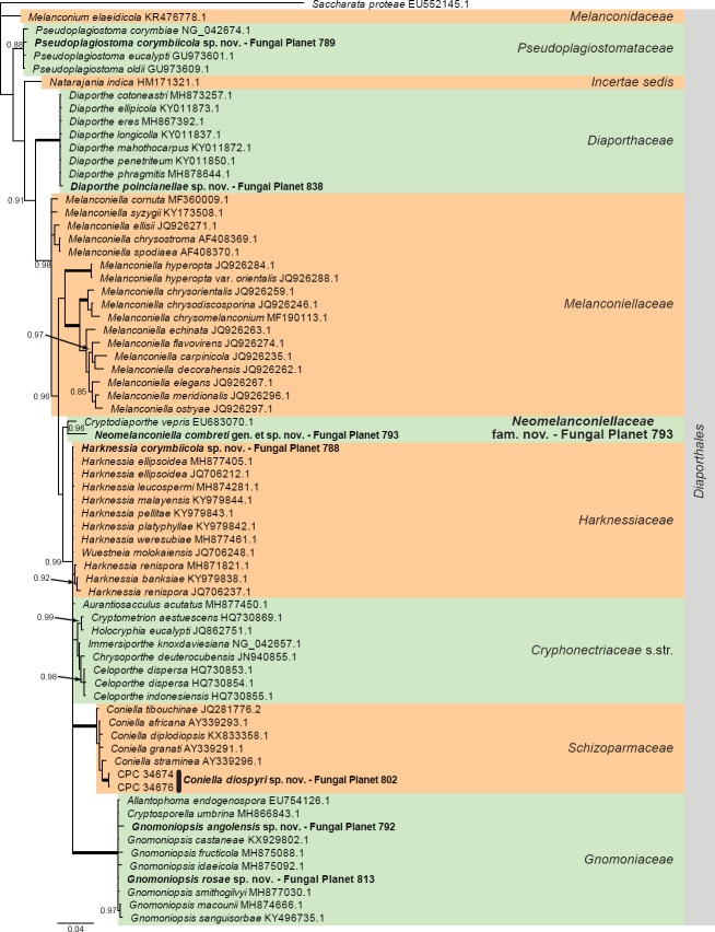 Overview Diaporthales (Sordariomycetes) phylogeny