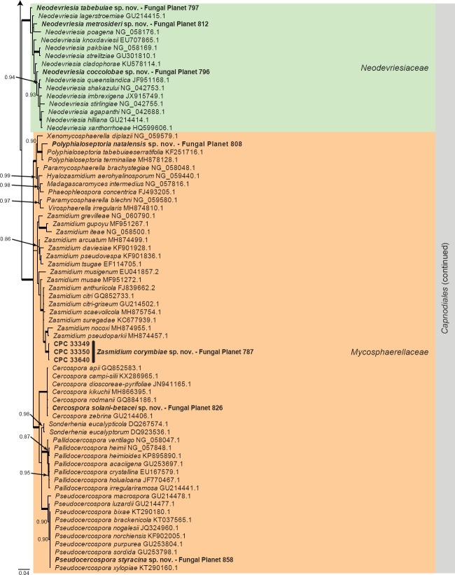 Overview Dothideomycetes phylogeny – part 1