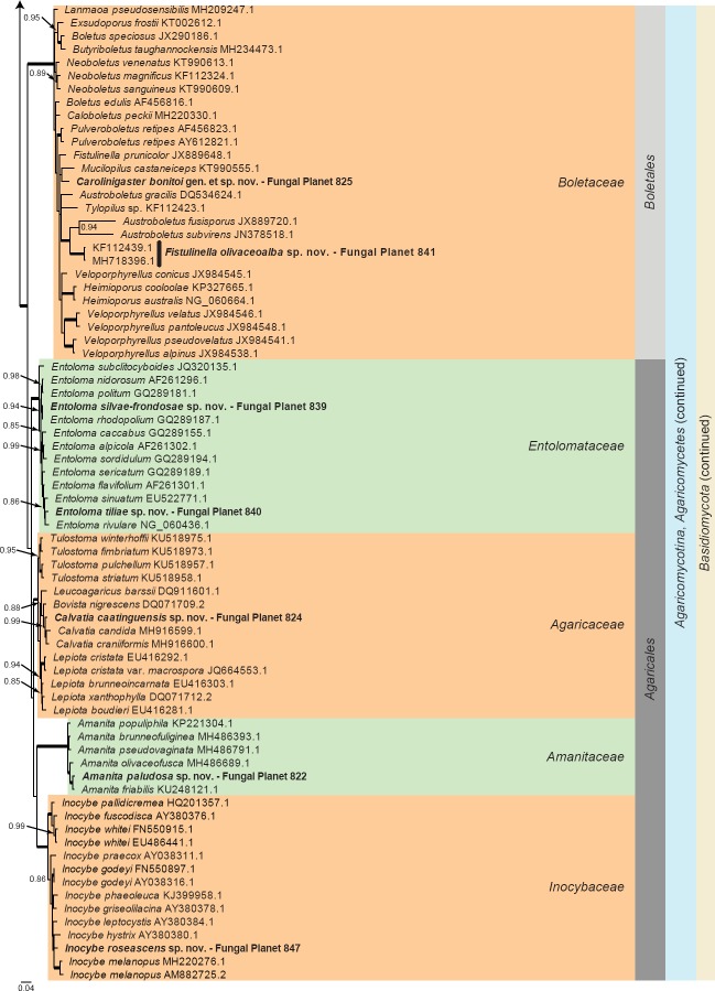 Overview Stramenopiles, Mucoromycota and Basidiomycota phylogeny – part 1