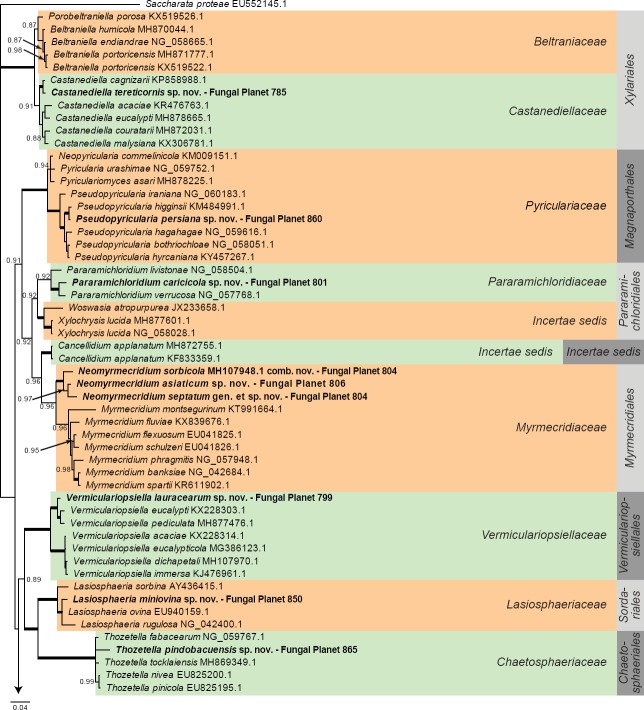 Overview other orders (Sordariomycetes) phylogeny – part 1