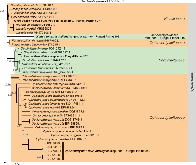 Overview Hypocreales (Sordariomycetes) phylogeny – part 1