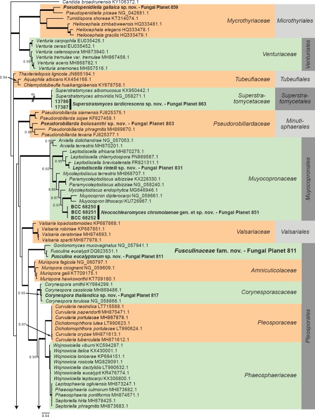 Overview Dothideomycetes phylogeny – part 1