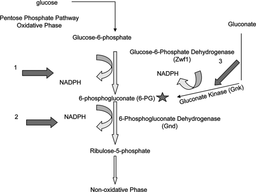 Fig. 8.