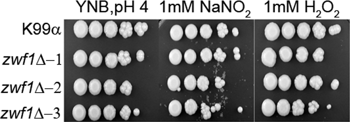 Fig. 4.