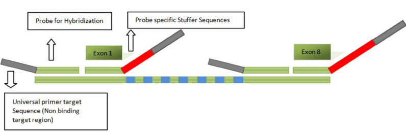 Fig. (1)