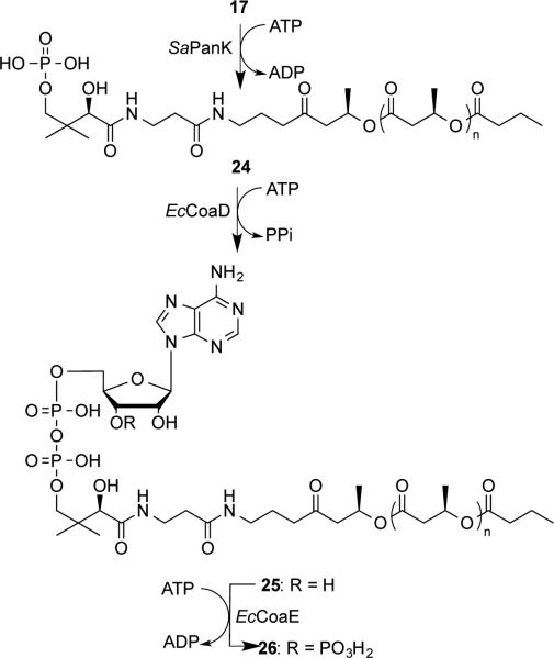 Scheme 6