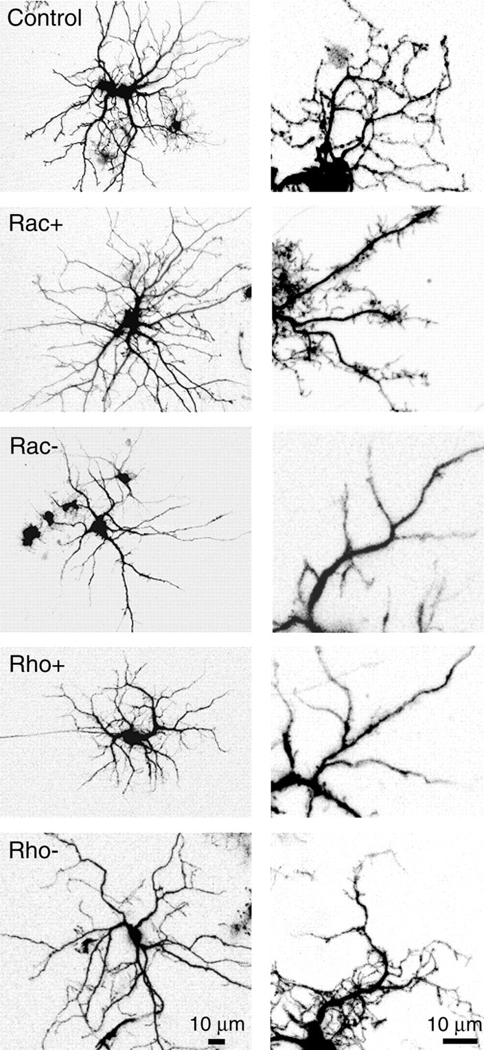 Fig. 8.