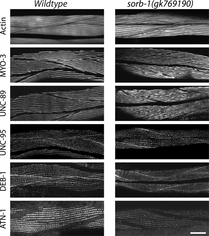 FIGURE 6: