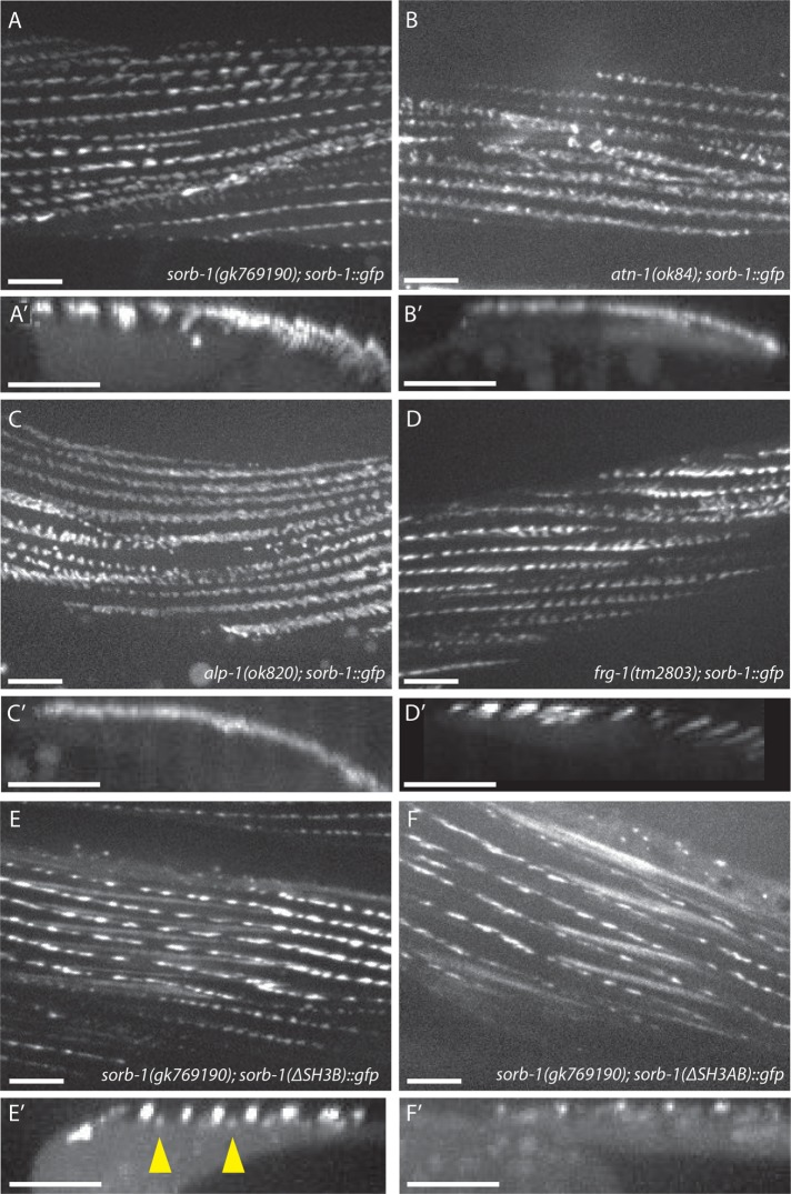 FIGURE 5: