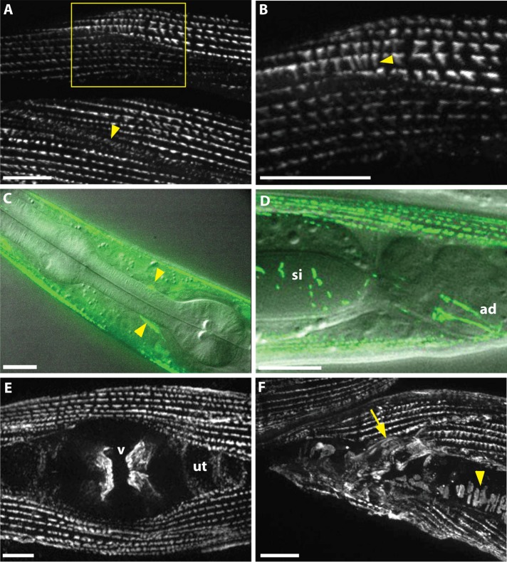 FIGURE 2: