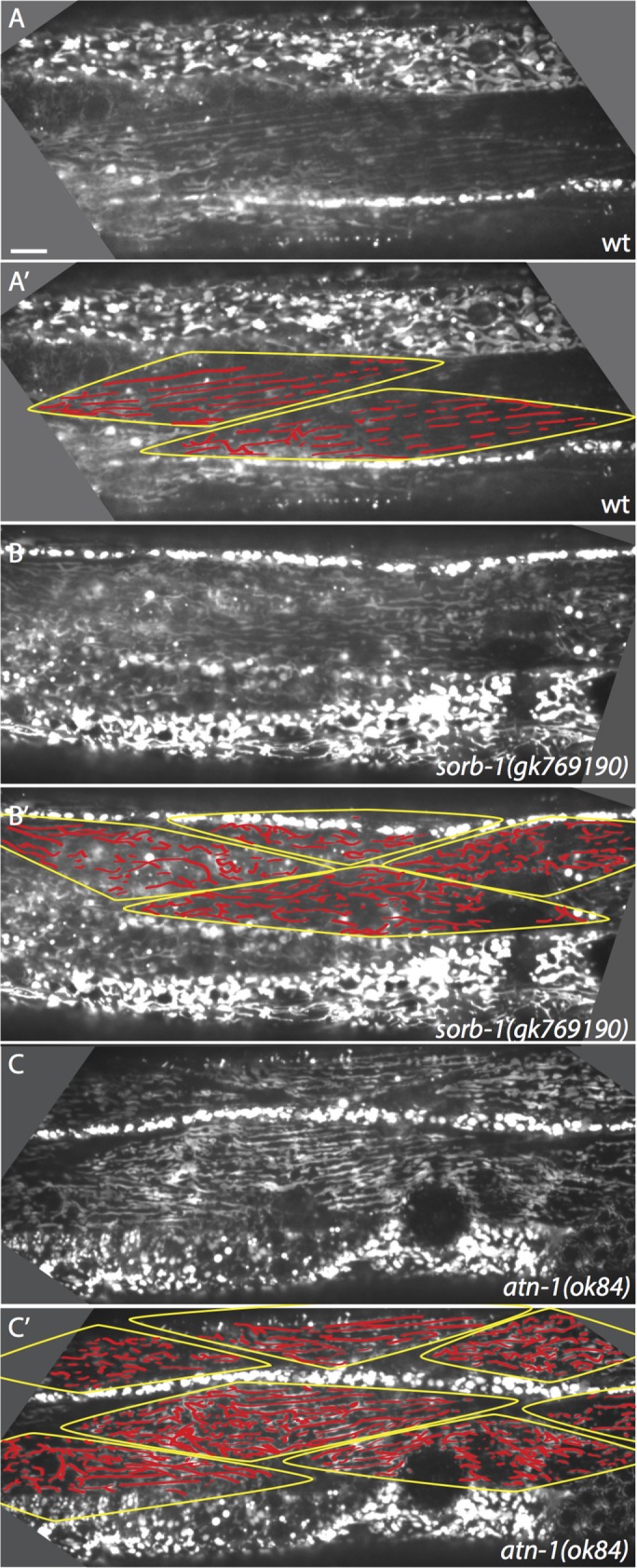 FIGURE 7: