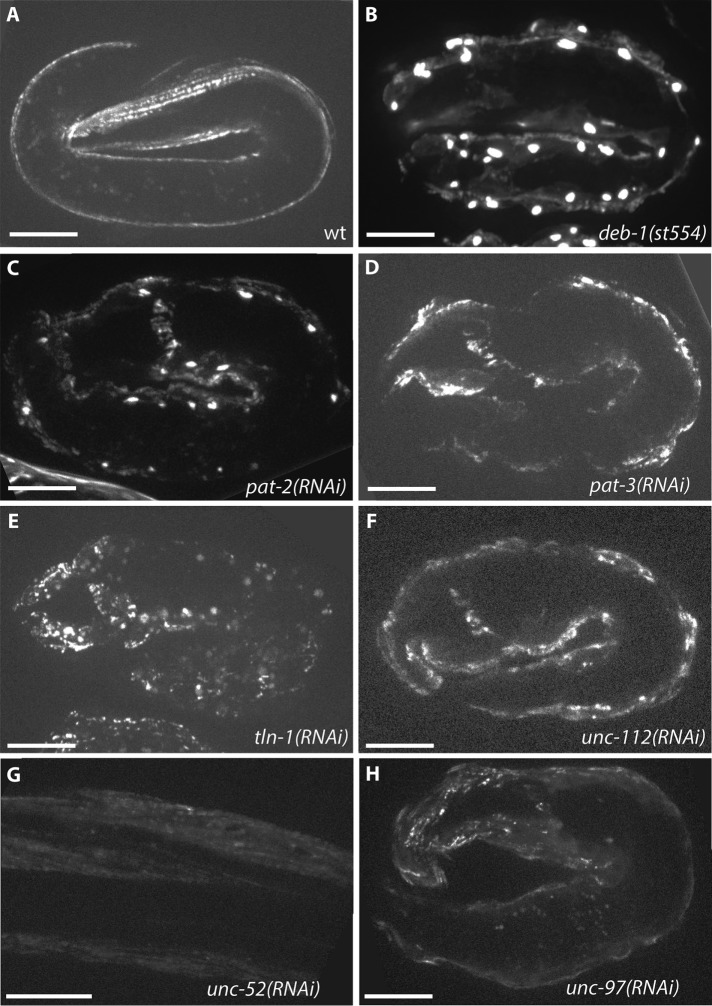 FIGURE 4: