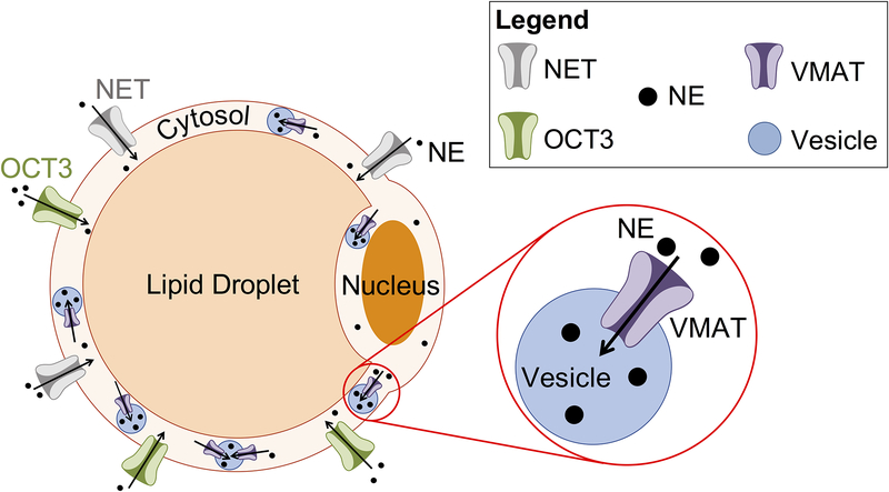 Figure 6.