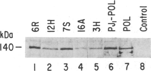 graphic file with name pnas00283-0117-a.jpg