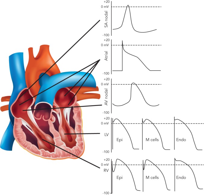 Figure 1: